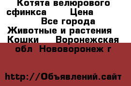 Котята велюрового сфинкса. .. › Цена ­ 15 000 - Все города Животные и растения » Кошки   . Воронежская обл.,Нововоронеж г.